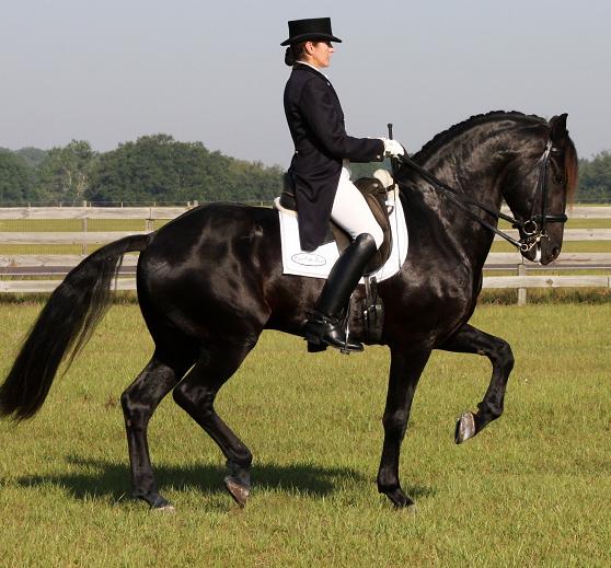 Lexington, 7YO Approved Friesian Sporthorse stallion, ridden by Gigha Steinman