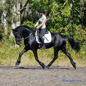 Lexa ROF Friesian Sporthorse mare