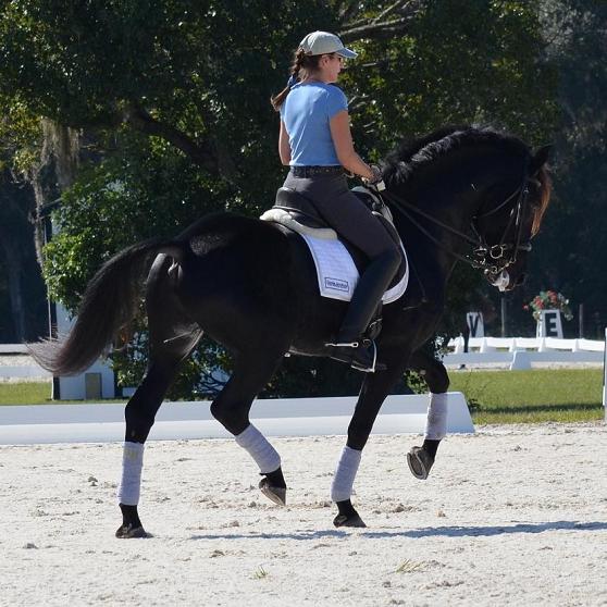 Lexington ~ Elite Book Friesian Sporthorse stallion