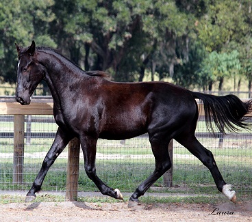 black Friesian Sporthorse gelding for sale