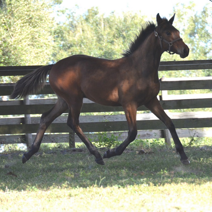 Merlot Friesian Sporthorse